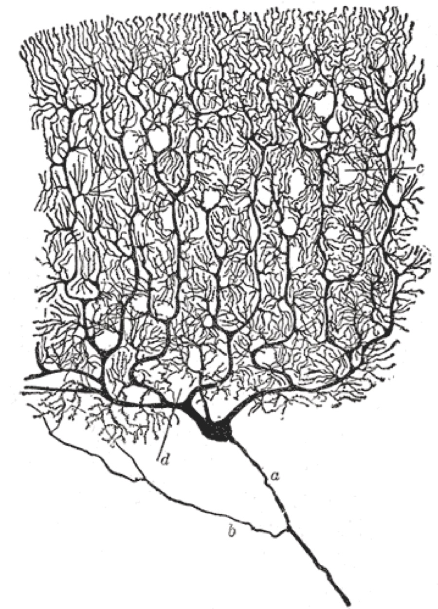 <b>一个浦肯野细胞</b>　卡哈尔用显微镜一根一根描下来的神经元。神经系统不是把世界一比一存下来，而是按结构、任务与经历，对某些差异特别敏感。